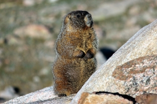 Marmot, 2013 | Mt. Evans, Colorado | photo by Alli Jarvinen