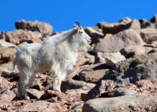 Mountain Goat, 2013 | Mt. Evans, Colorado | photo by Alli Jarvinen